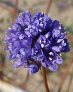 Image of bluehead gilia