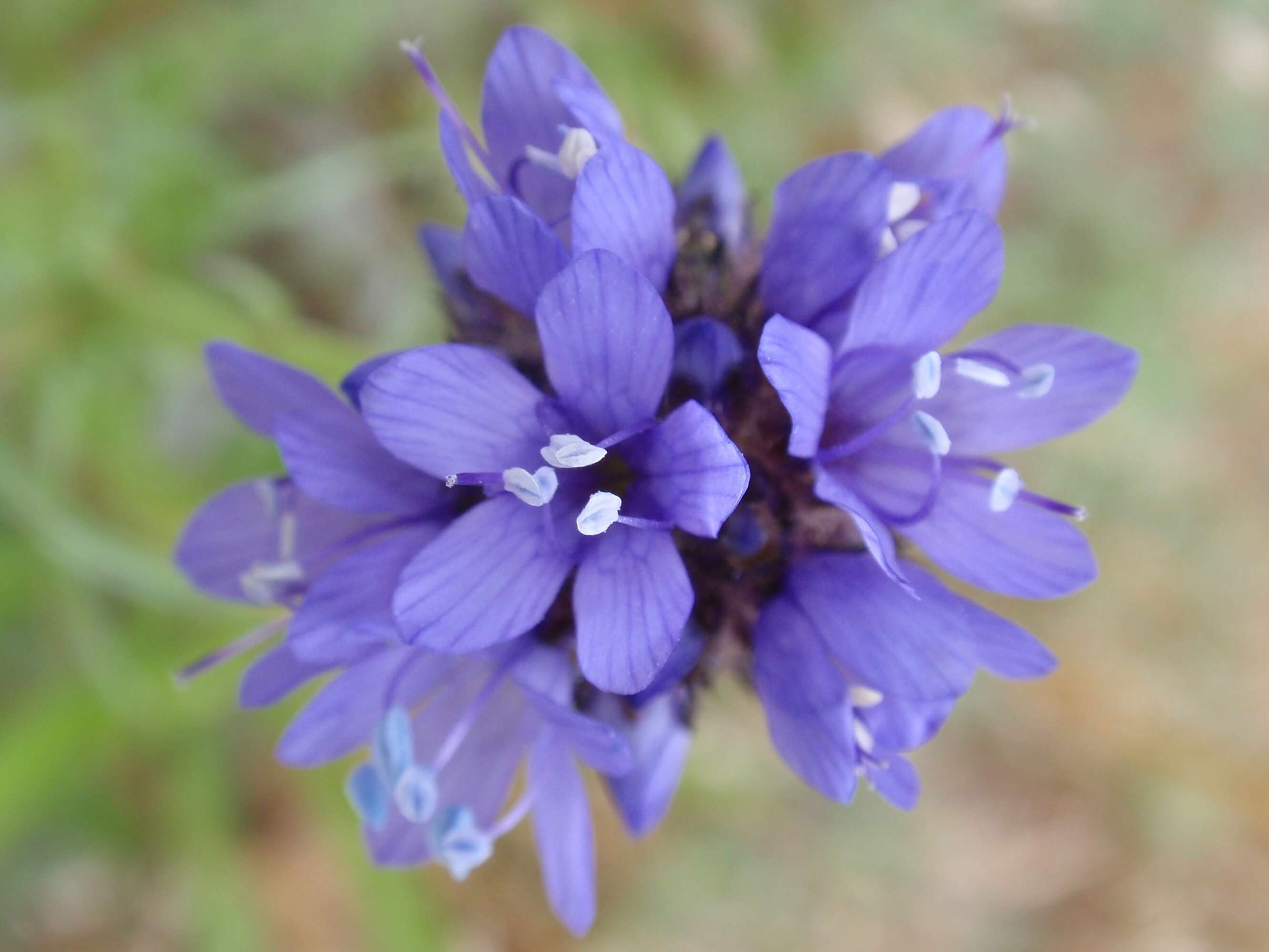 Image of bluehead gilia