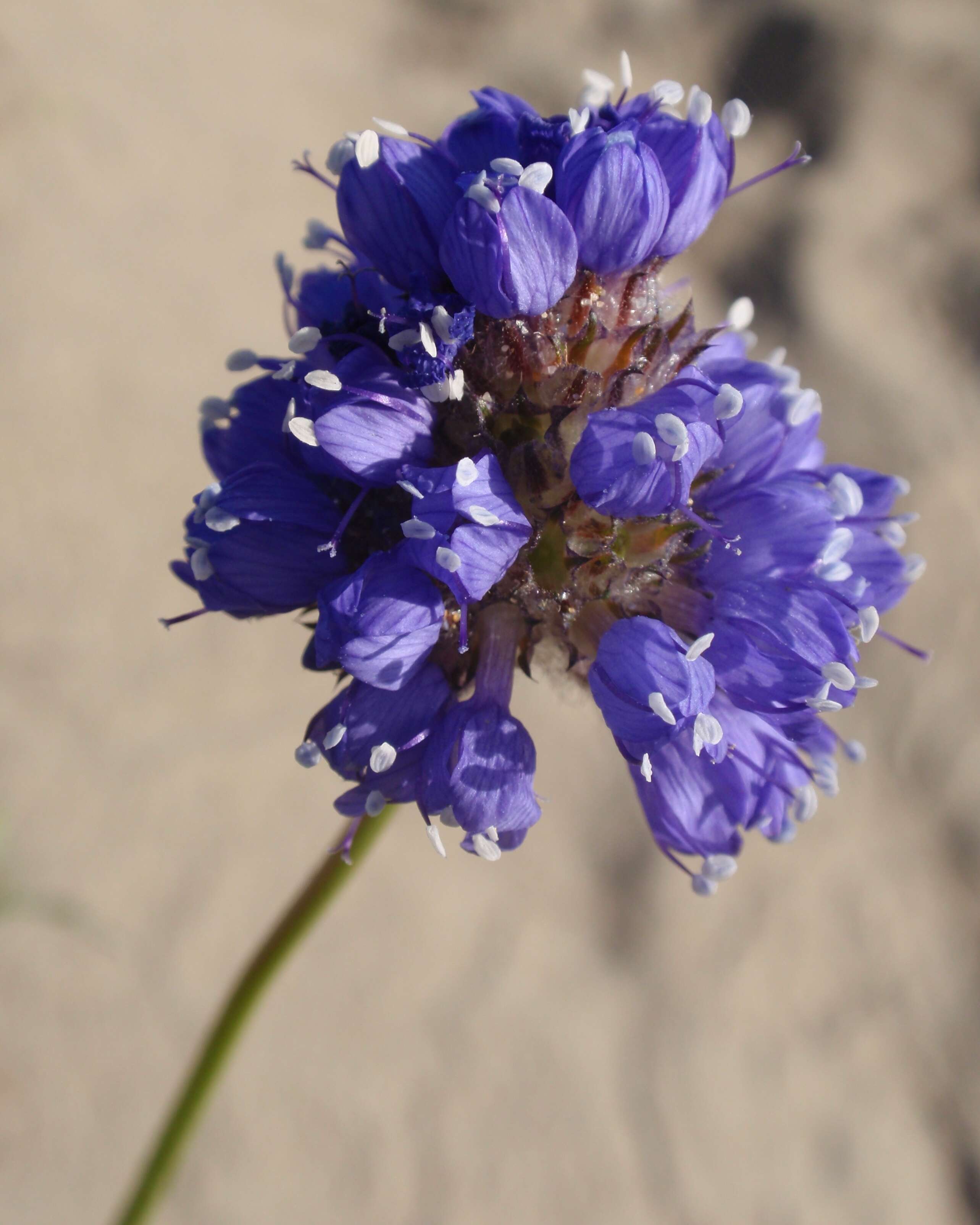 Image of bluehead gilia