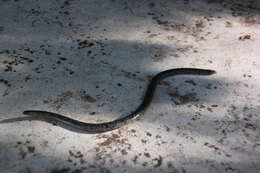 Image of Zambezi Blind Snake