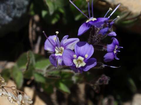 Image of Copeland's speedwell