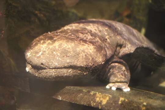 Image of Japanese Giant Salamander