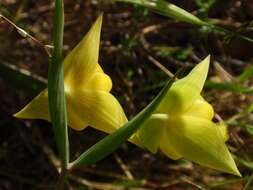 Слика од Calochortus pulchellus (Benth.) Alph. Wood