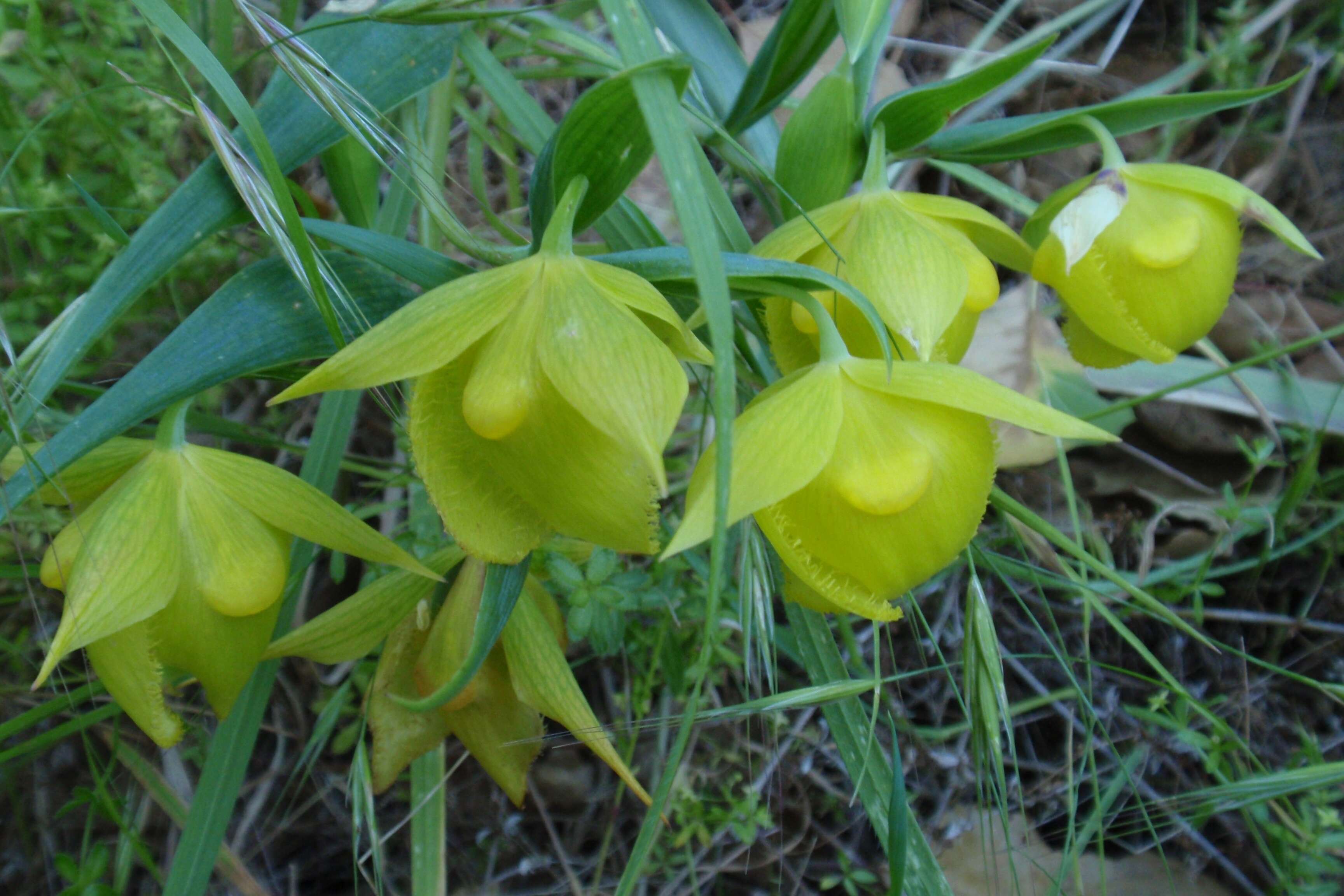 Слика од Calochortus pulchellus (Benth.) Alph. Wood