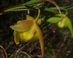 Слика од Calochortus pulchellus (Benth.) Alph. Wood