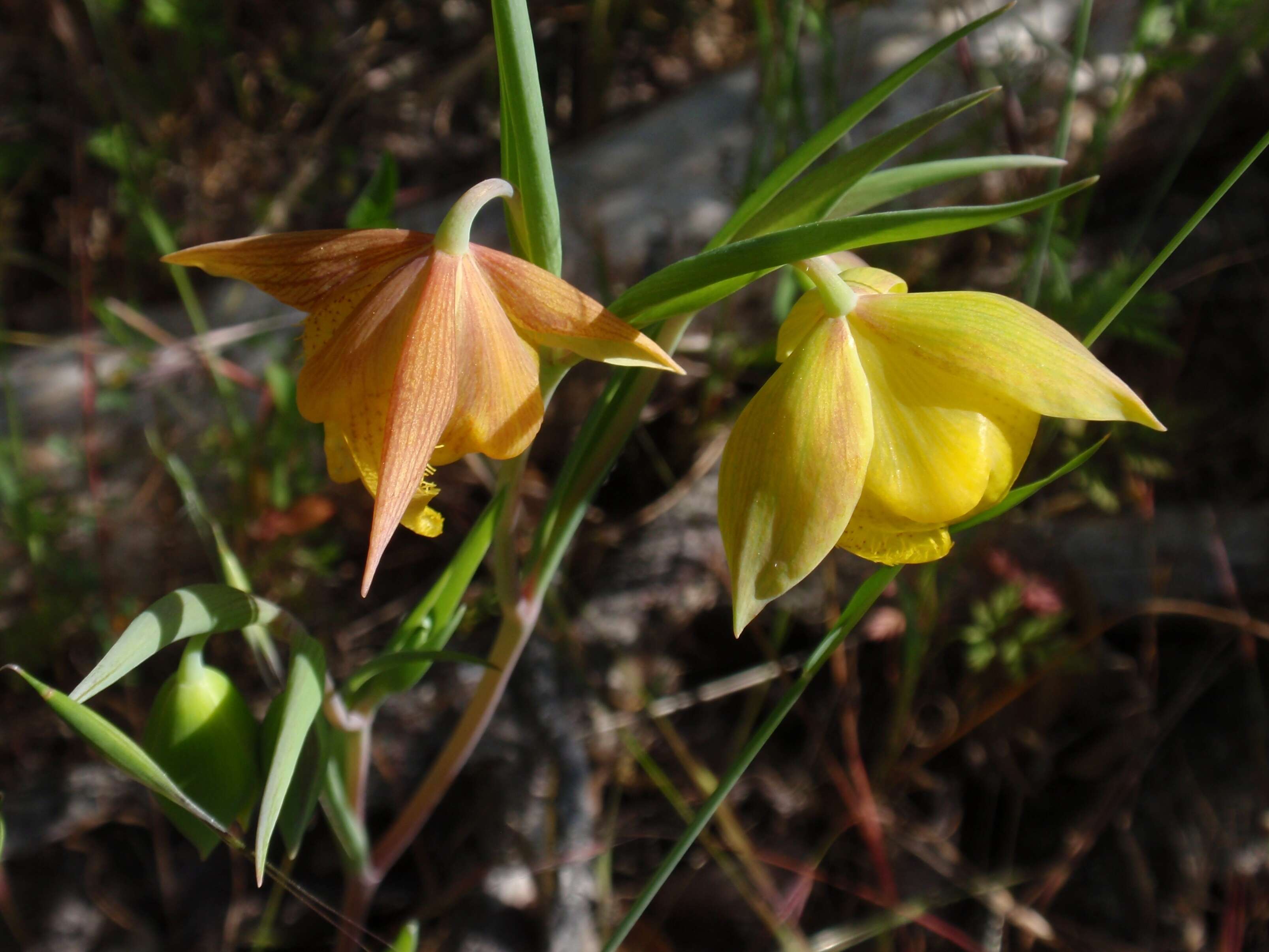 Слика од Calochortus pulchellus (Benth.) Alph. Wood