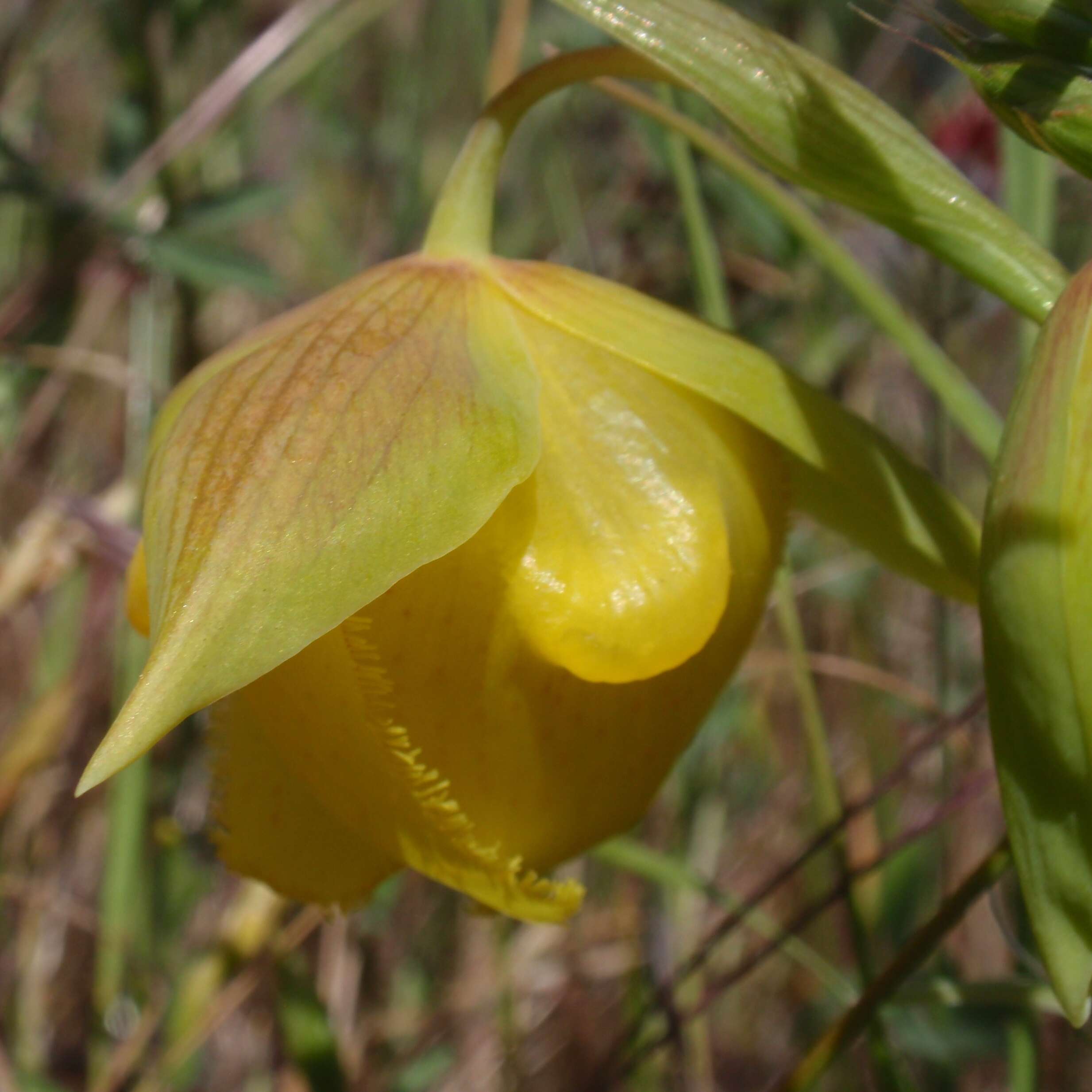 Слика од Calochortus pulchellus (Benth.) Alph. Wood