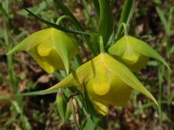 Слика од Calochortus pulchellus (Benth.) Alph. Wood