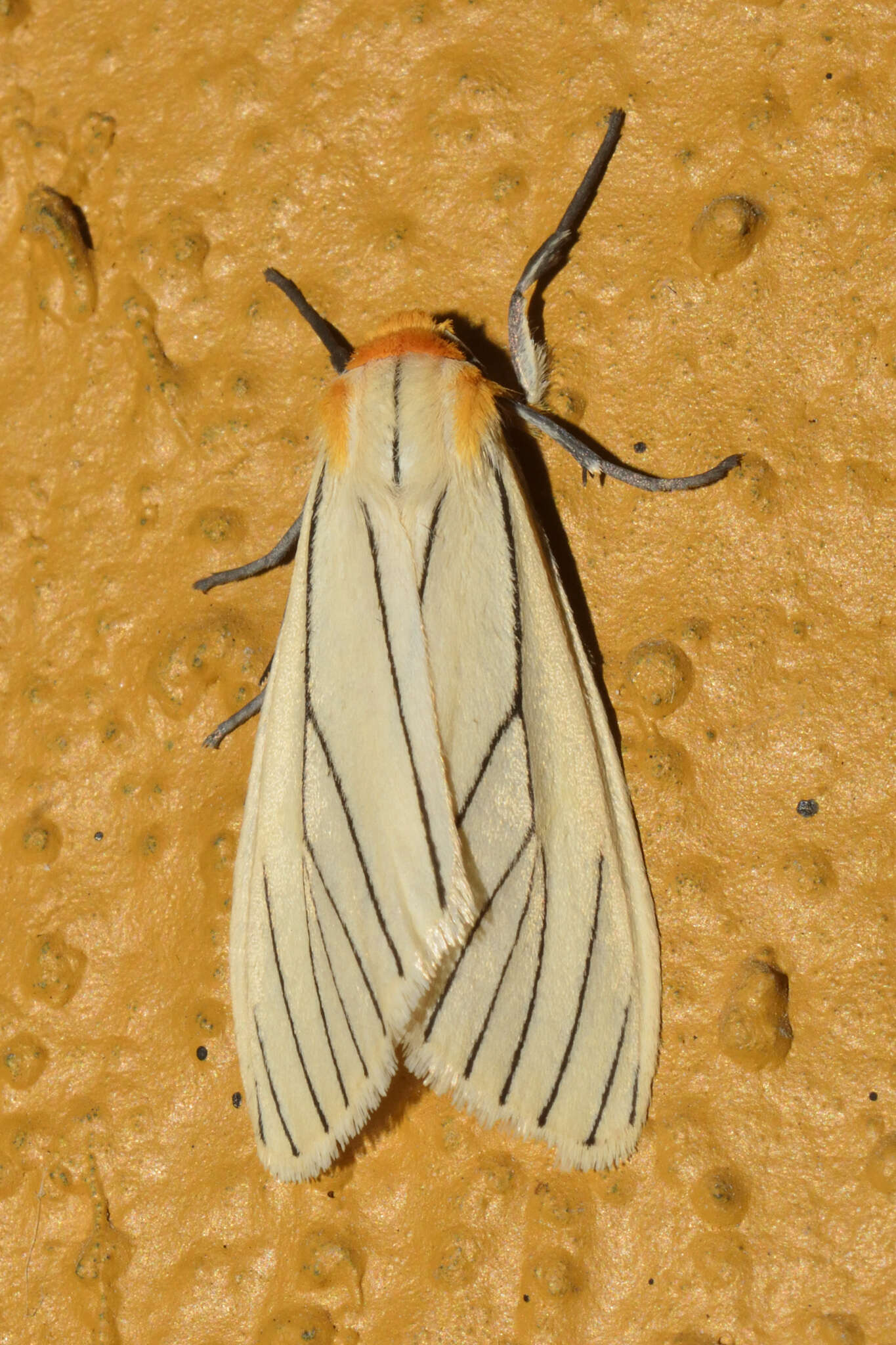 Image of Spilosoma pelopea Druce 1897