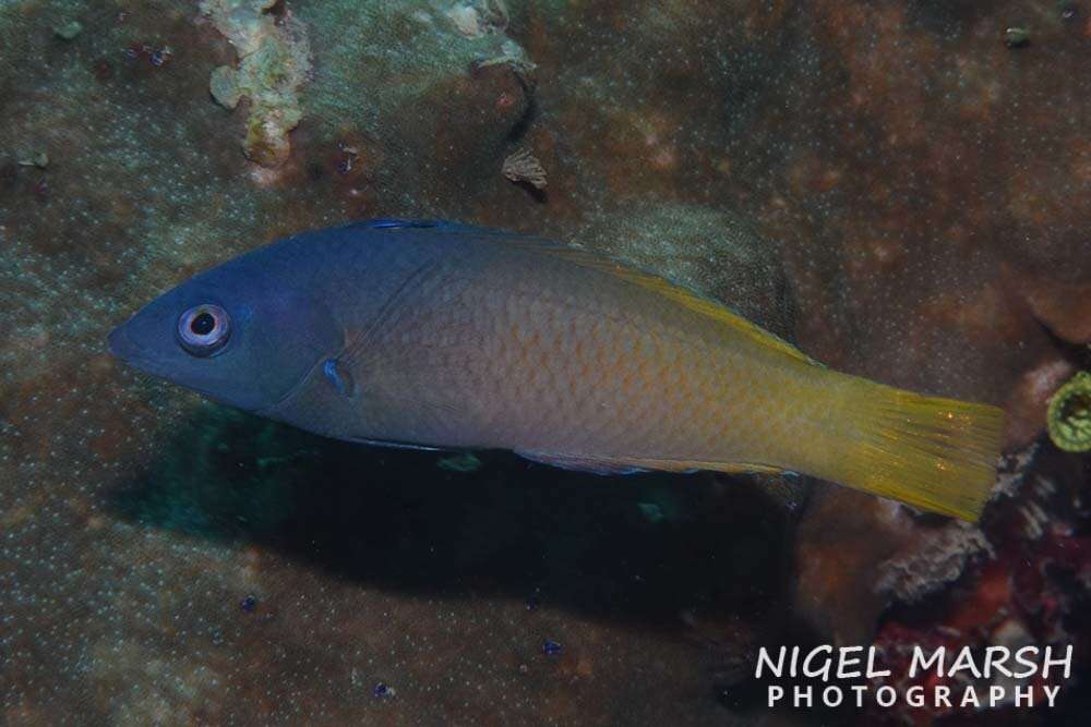 Image of Half-grey wrasse