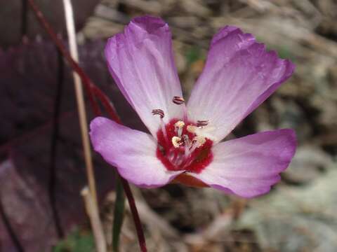 Plancia ëd Clarkia franciscana H. Lewis & Raven