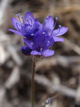 Image of bluehead gilia