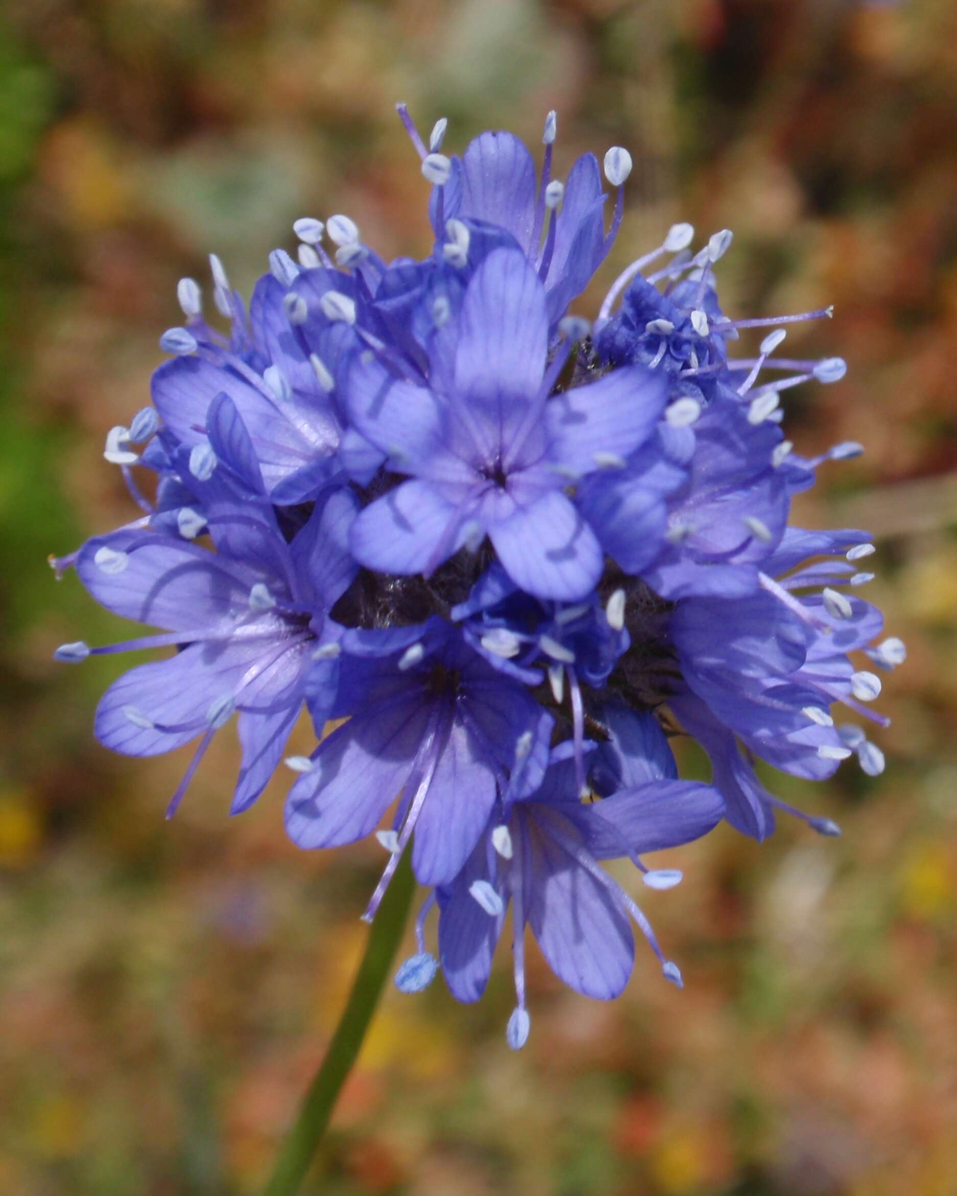 Image of bluehead gilia