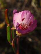 Plancia ëd Clarkia franciscana H. Lewis & Raven