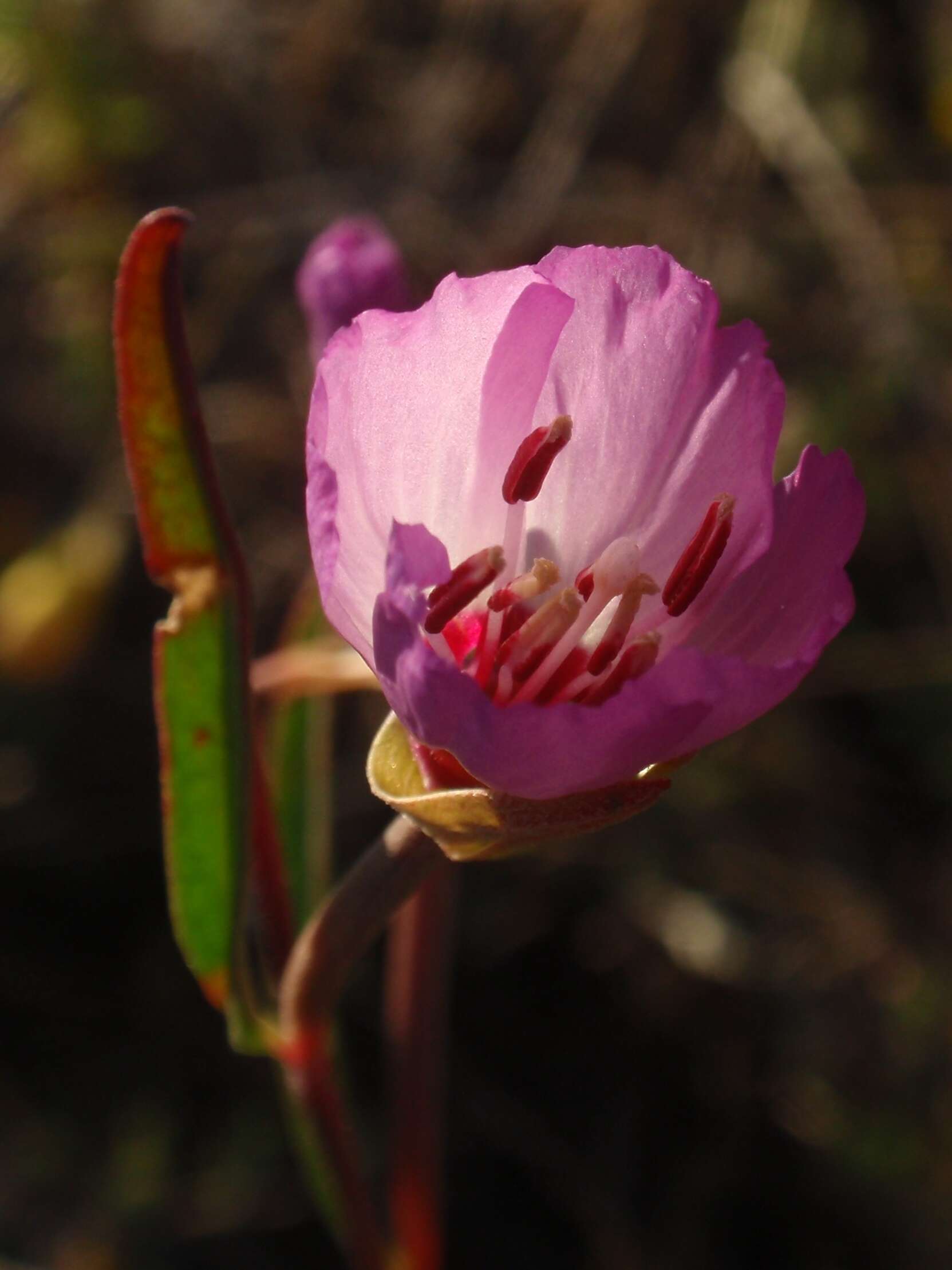 Plancia ëd Clarkia franciscana H. Lewis & Raven