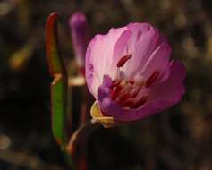 Plancia ëd Clarkia franciscana H. Lewis & Raven