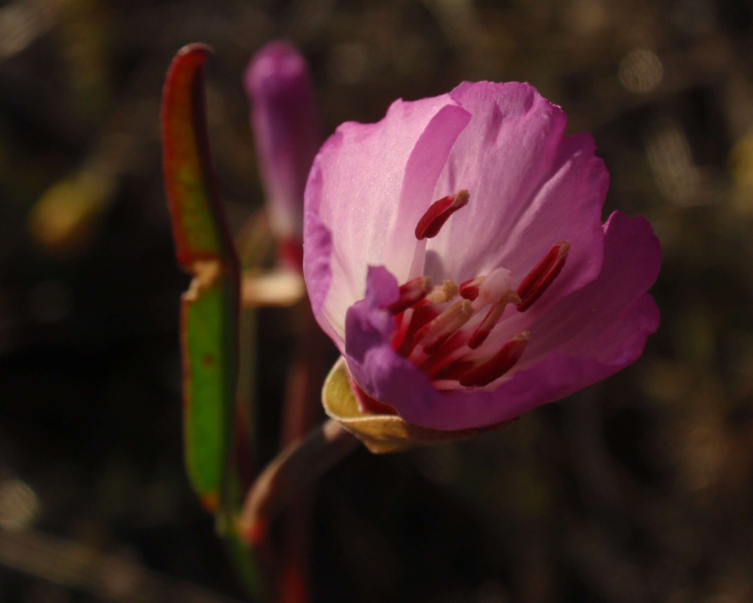 Plancia ëd Clarkia franciscana H. Lewis & Raven