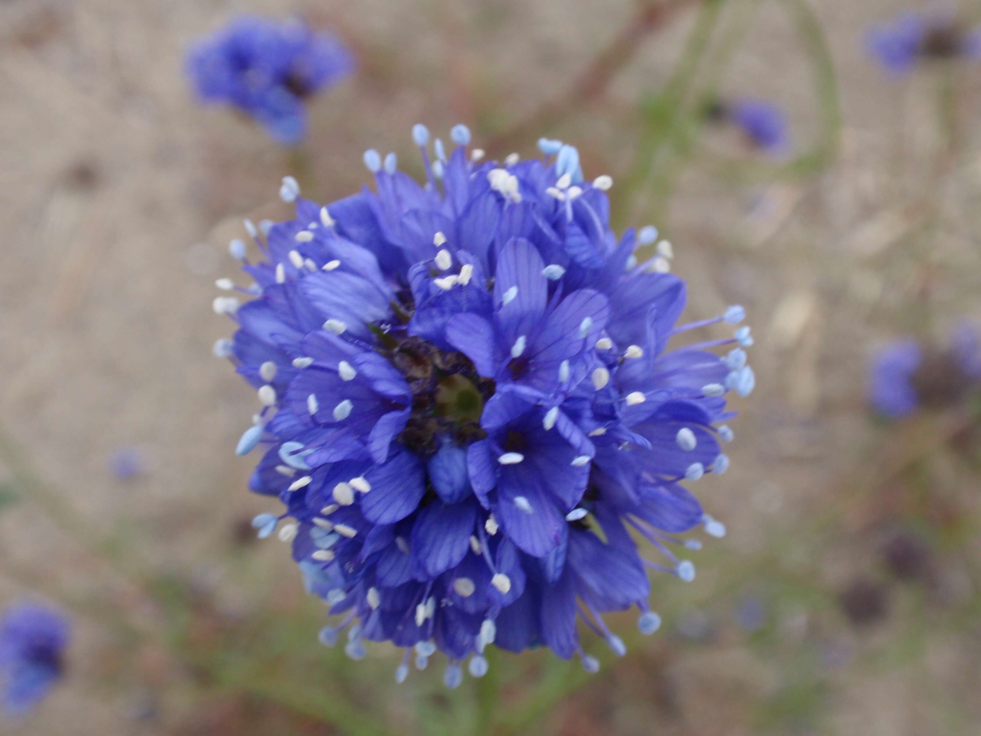 Image of bluehead gilia