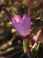 Image of Presidio clarkia