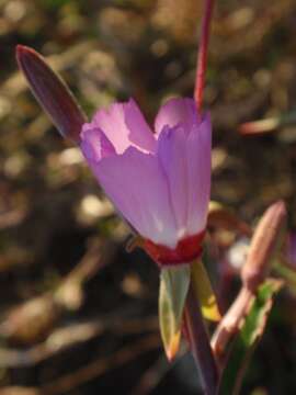 Plancia ëd Clarkia franciscana H. Lewis & Raven