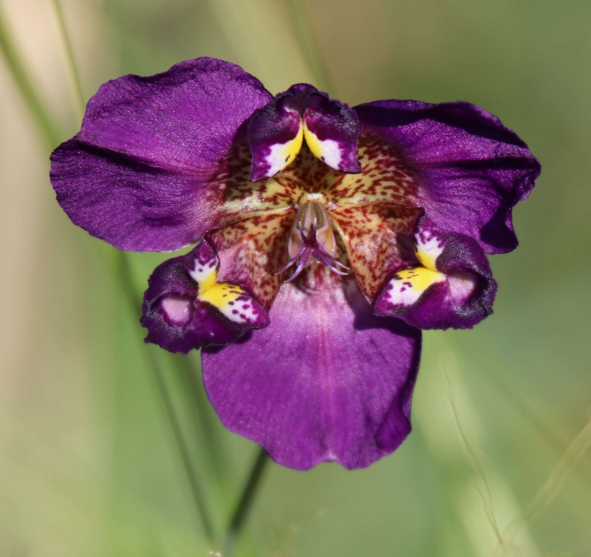 Image of propeller flower