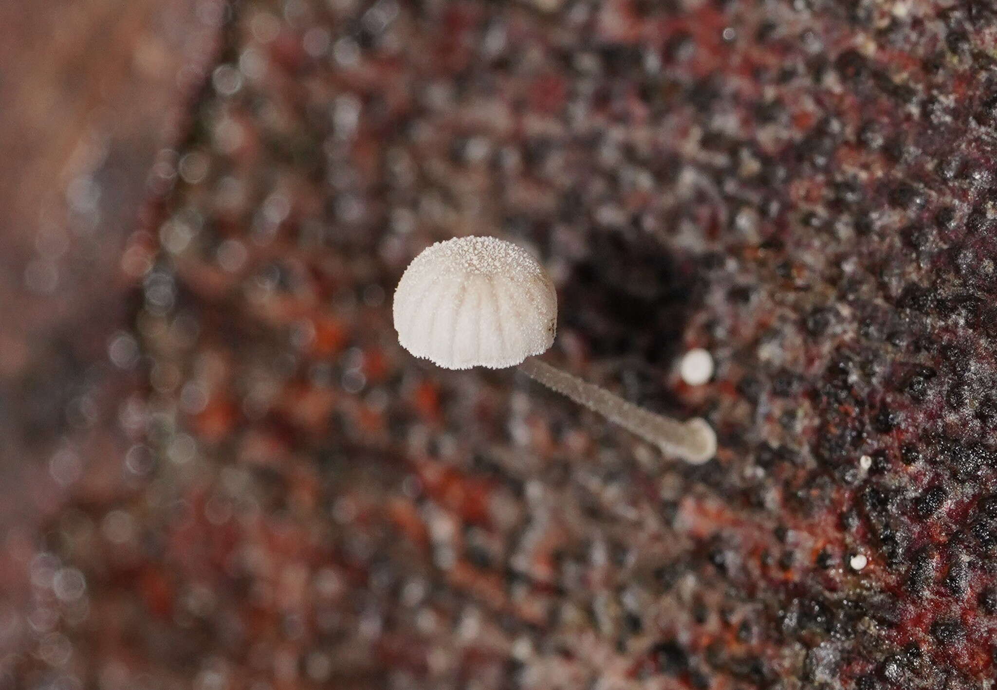 Image of Mycena piringa Grgur. 1997