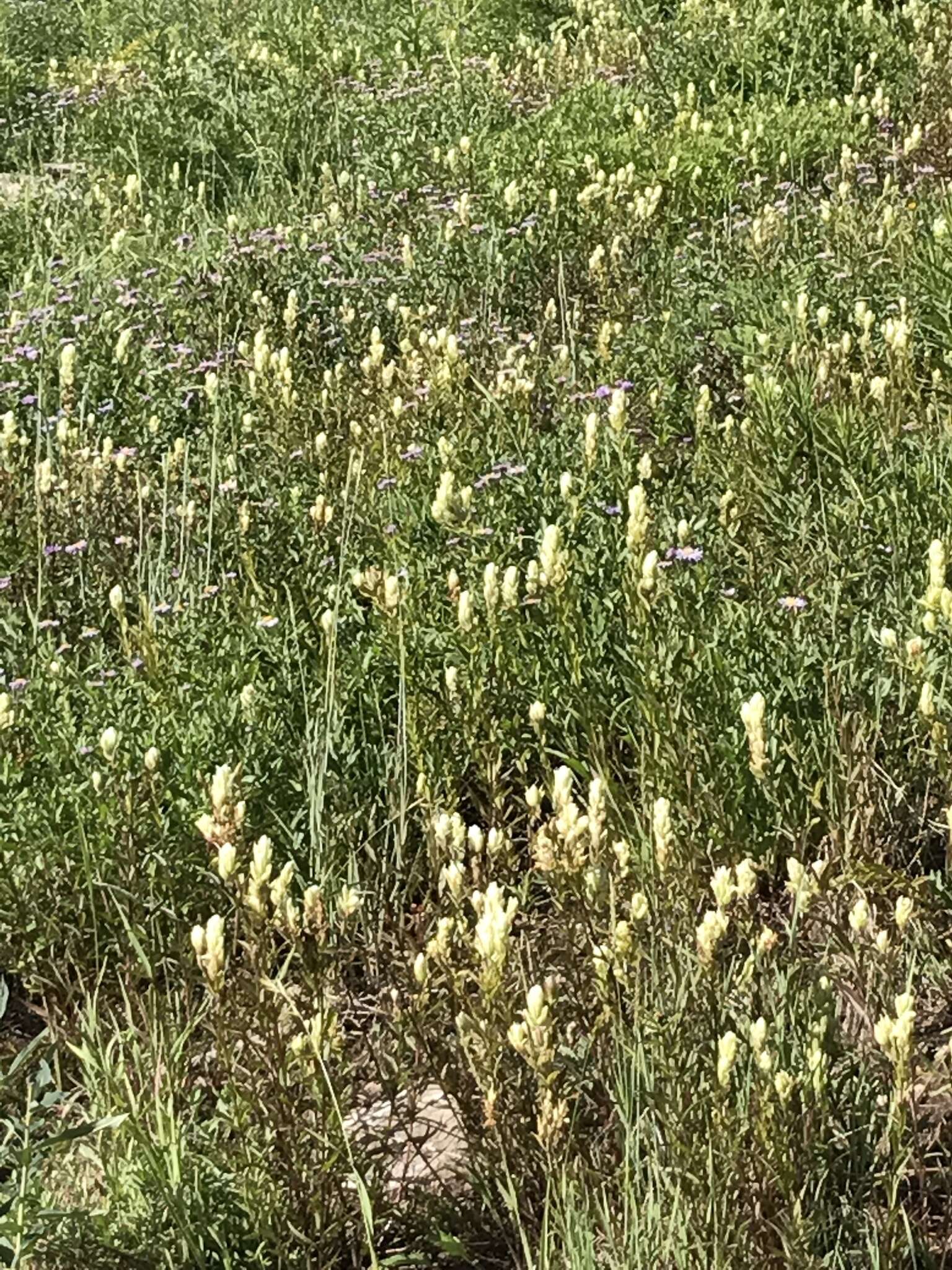 Image of Labrador Indian paintbrush