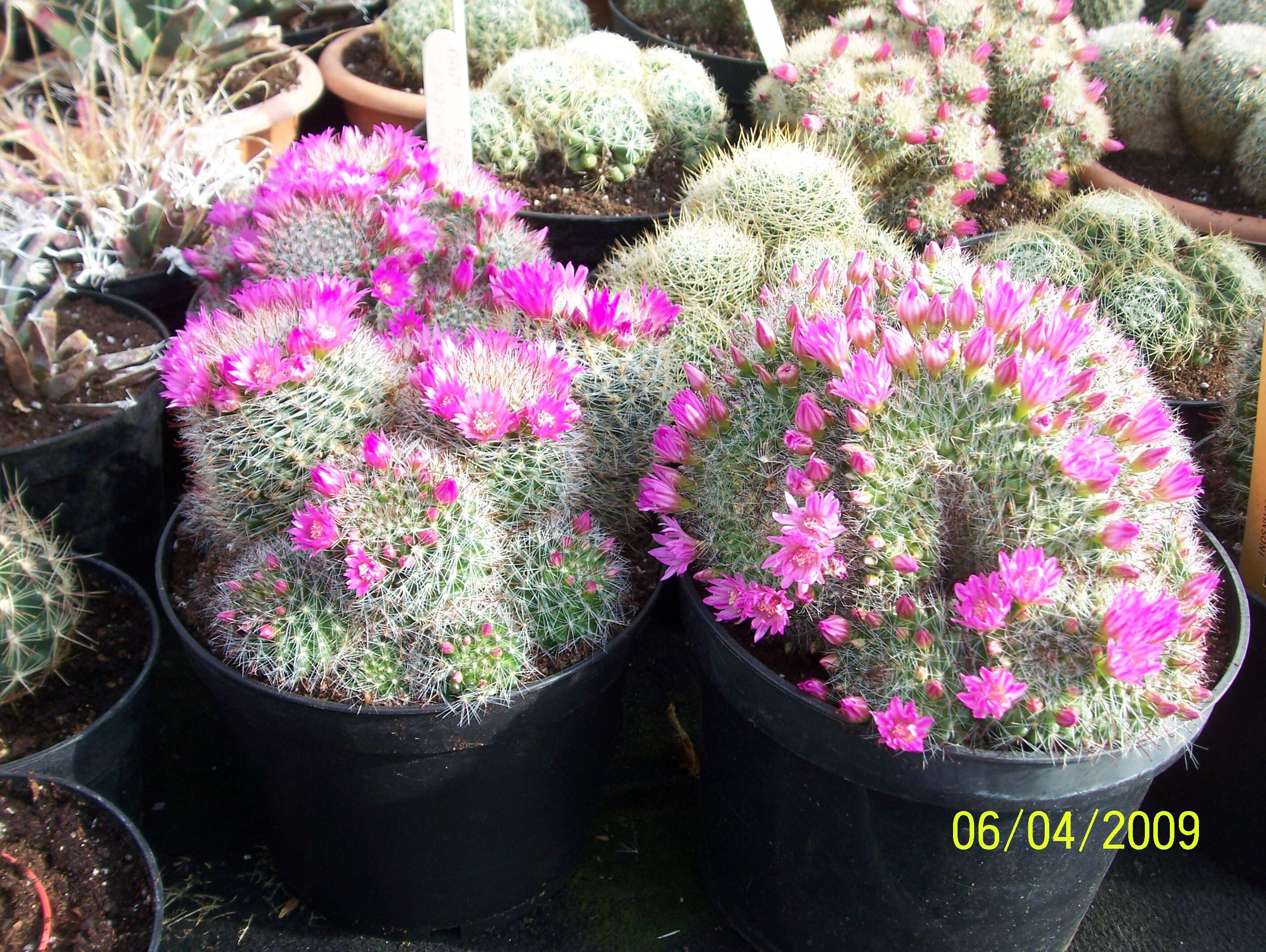 صورة Mammillaria zeilmanniana Boed.