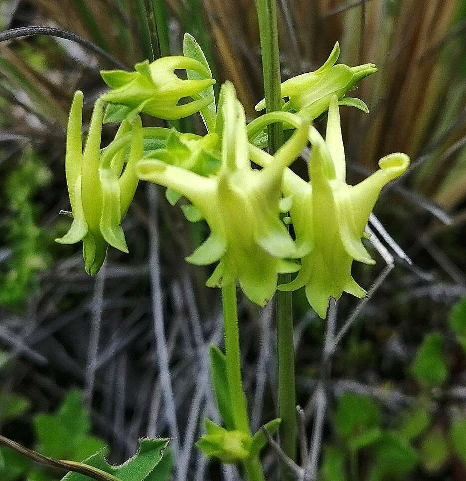 Image de Halenia serpyllifolia J. S. Pringle