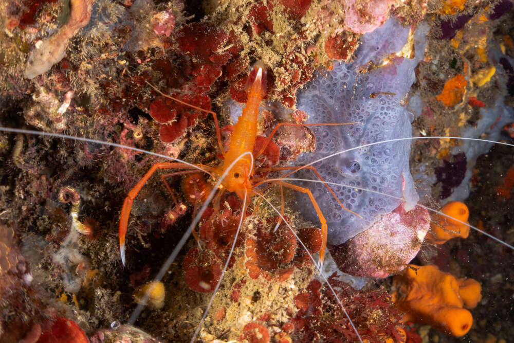 Image of golden coral shrimp