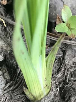 Слика од Juncus falcatus subsp. falcatus