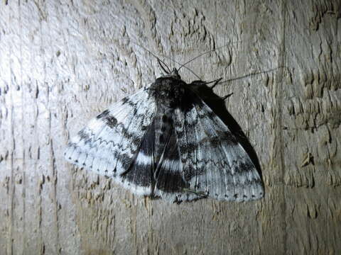 Image of White Underwing, The Relict