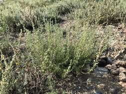 صورة Artemisia obtusiloba Ledeb.