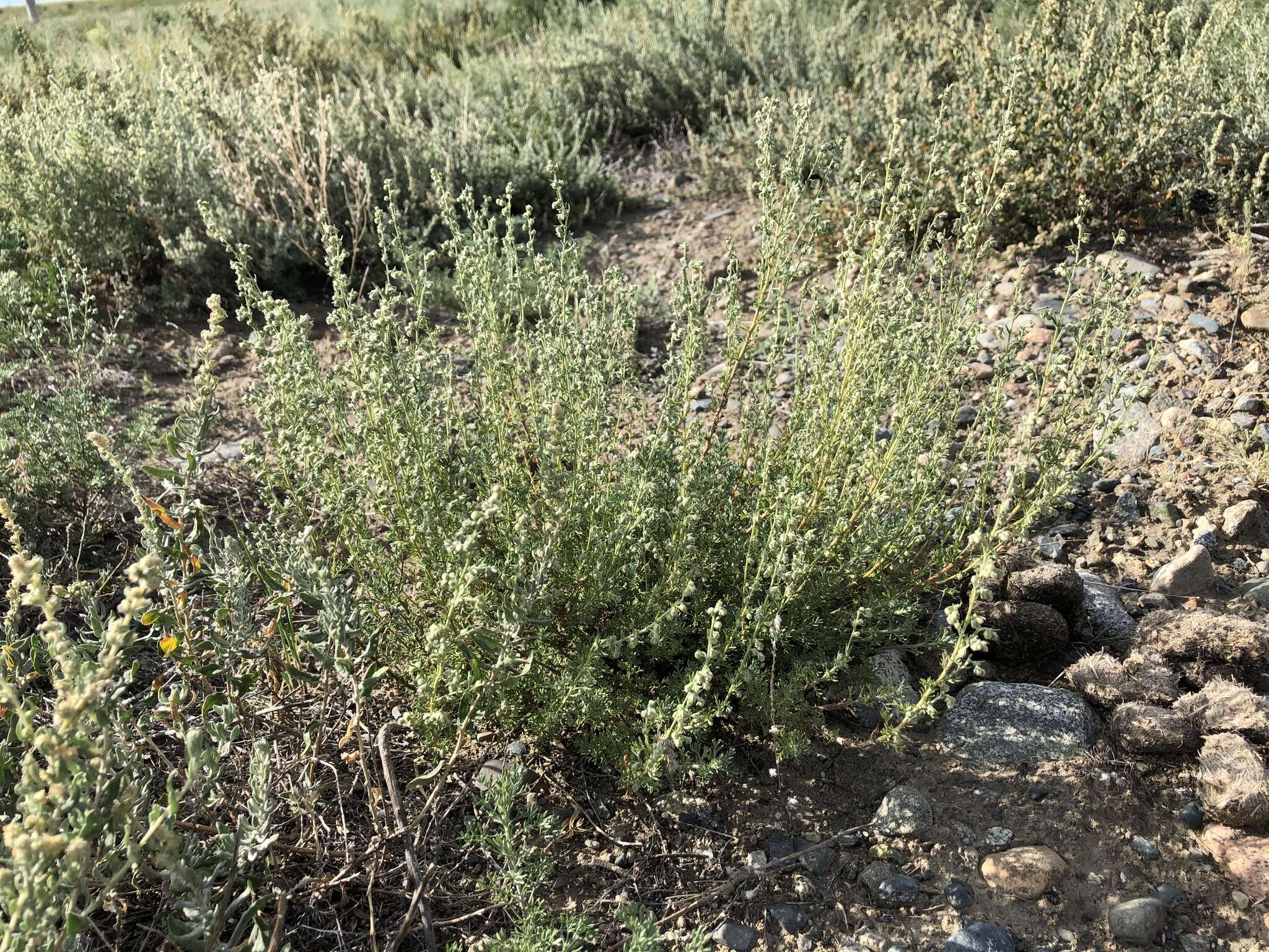 صورة Artemisia obtusiloba Ledeb.