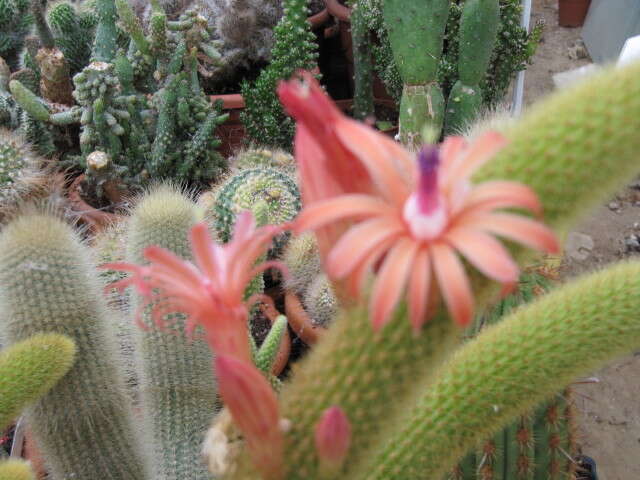 صورة Cleistocactus winteri D. R. Hunt