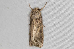 Image of Yellow-striped Armyworm Moth