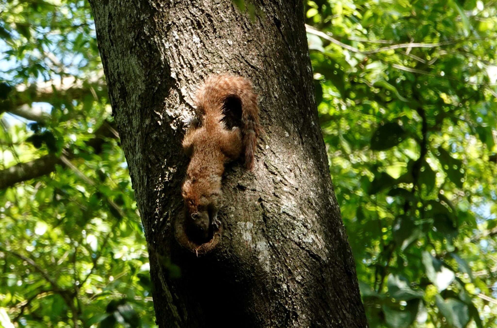 Image of Mutable Sun Squirrel