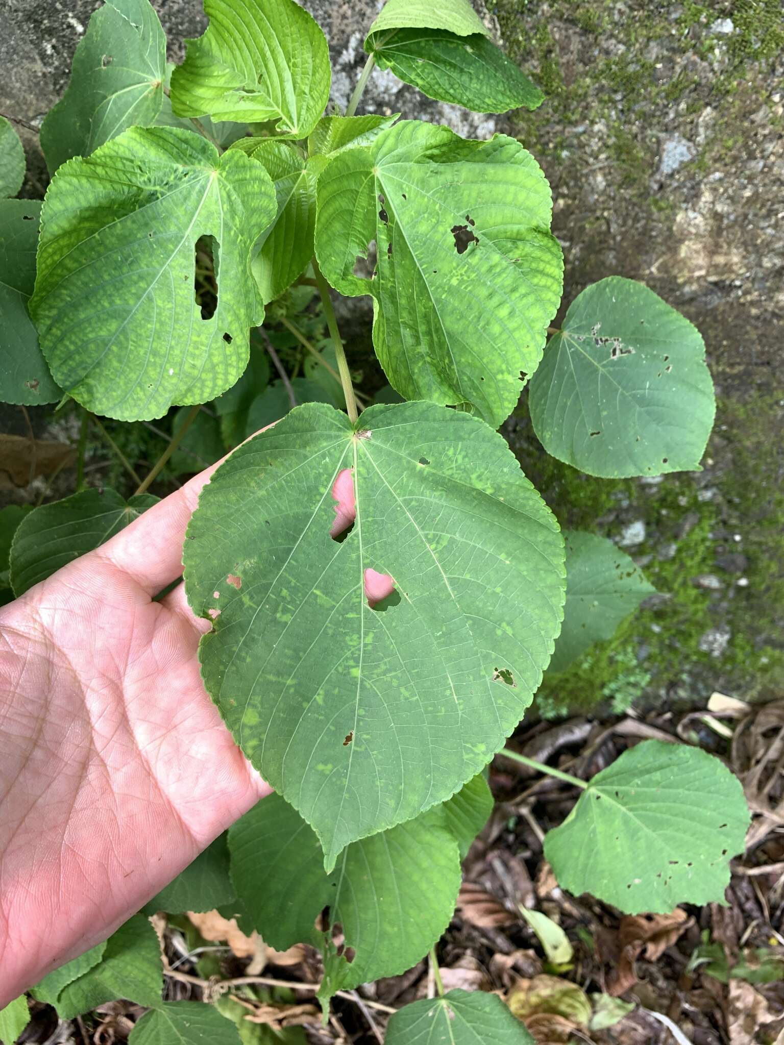 Image de Acalypha grandibracteata Merr.