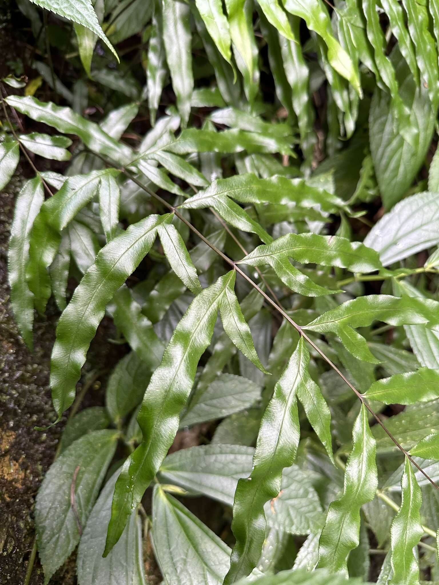 Imagem de Pteris formosana Bak.