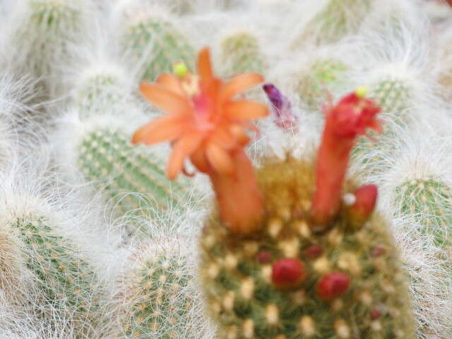 صورة Cleistocactus winteri D. R. Hunt