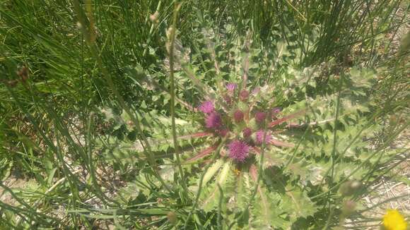 Image of Cirsium scariosum var. congdonii (R. J. Moore & Frankton) D. J. Keil