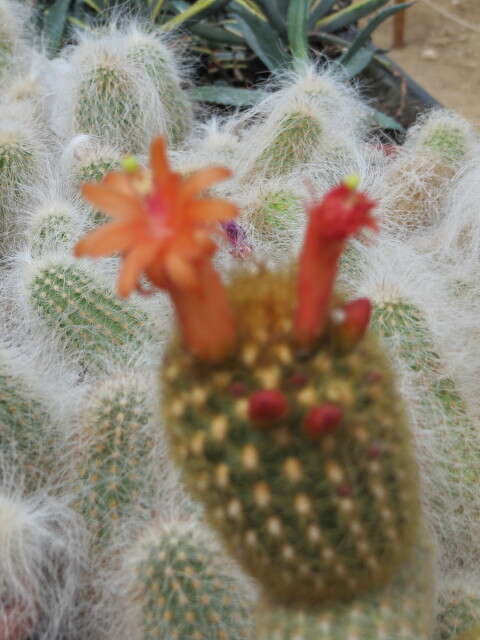 صورة Cleistocactus winteri D. R. Hunt