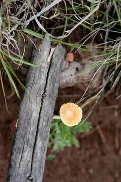 Heliocybe resmi