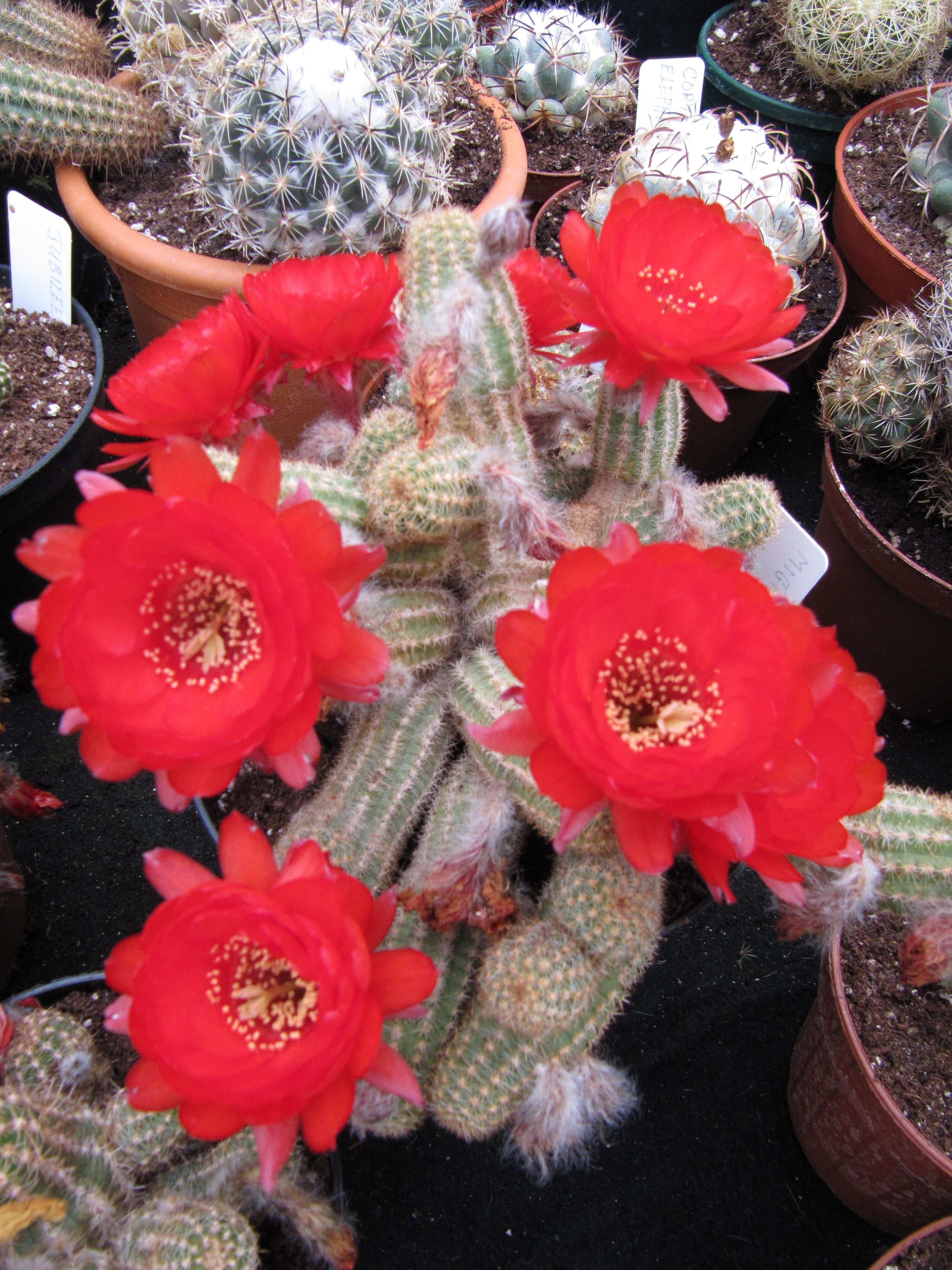 Echinopsis tubiflora resmi