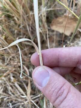 صورة Hordeum murinum subsp. glaucum (Steud.) Tzvelev