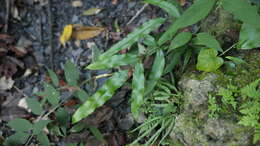 Image of Pteris formosana Bak.