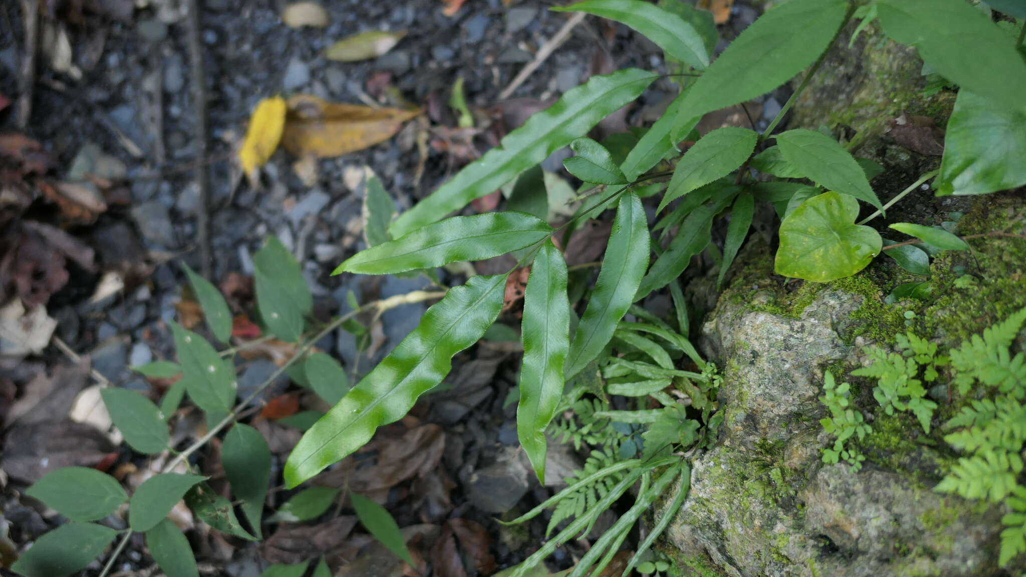 Image of Pteris formosana Bak.