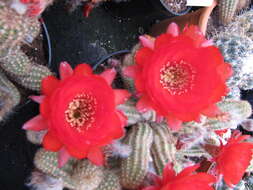 Echinopsis tubiflora resmi