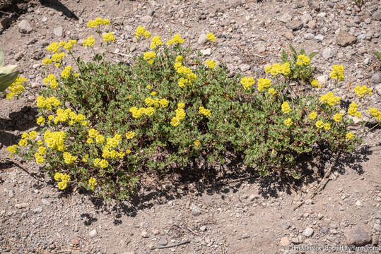 Imagem de Eriogonum umbellatum var. furcosum J. L. Reveal