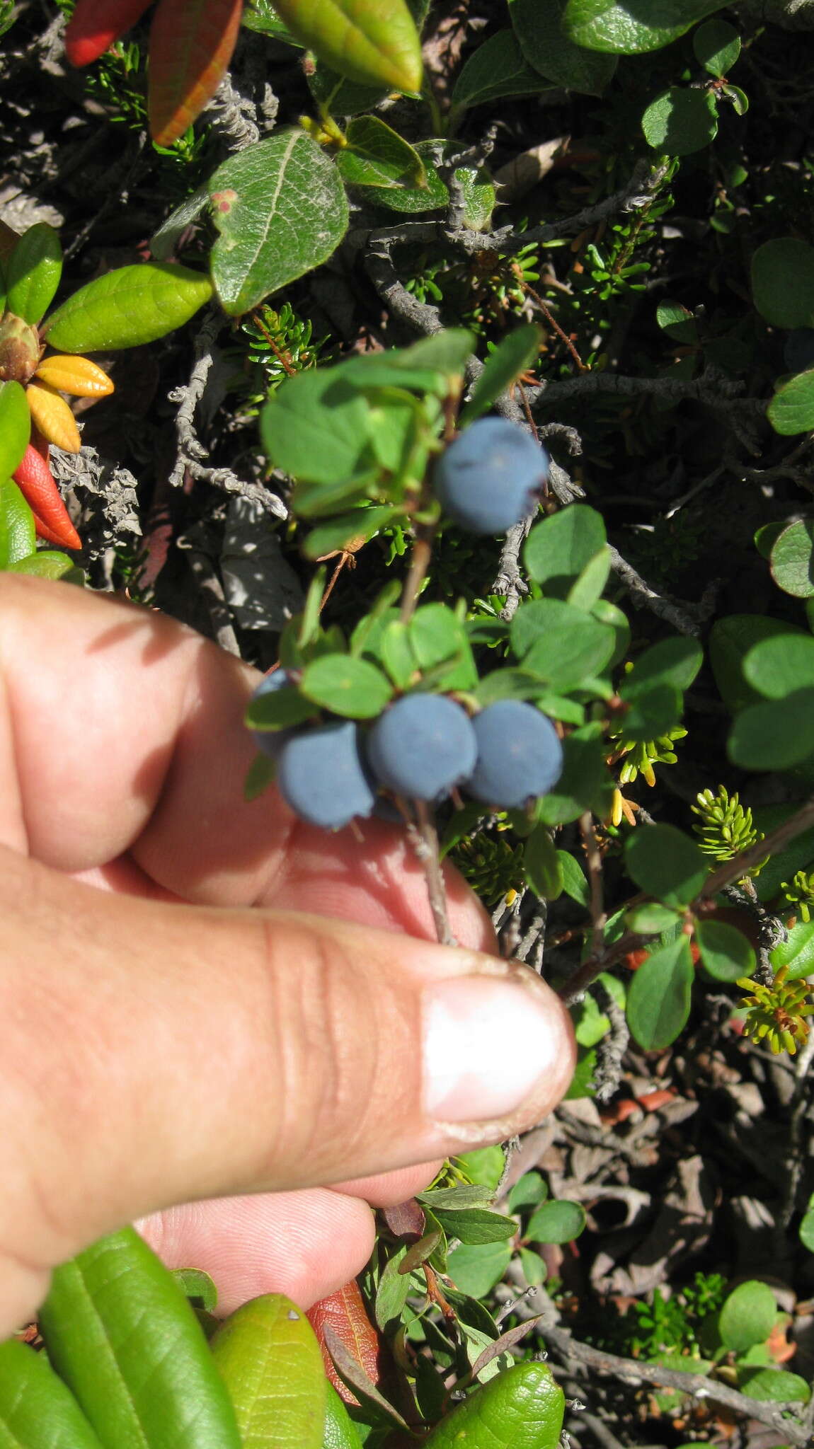 Image of Vaccinium uliginosum subsp. vulcanorum (Kom.) Alsos & Elven